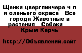 Щенки цвергпинчера ч/п и оленьего окраса - Все города Животные и растения » Собаки   . Крым,Керчь